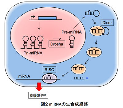 図2 miRNAの生合成経路